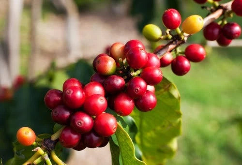 SL9 Coffee Seeds (Coffea arabica var. SL9) – Premium Certified High-Yield Gourmet Arabica Coffee Bean Plant Seeds for Planting