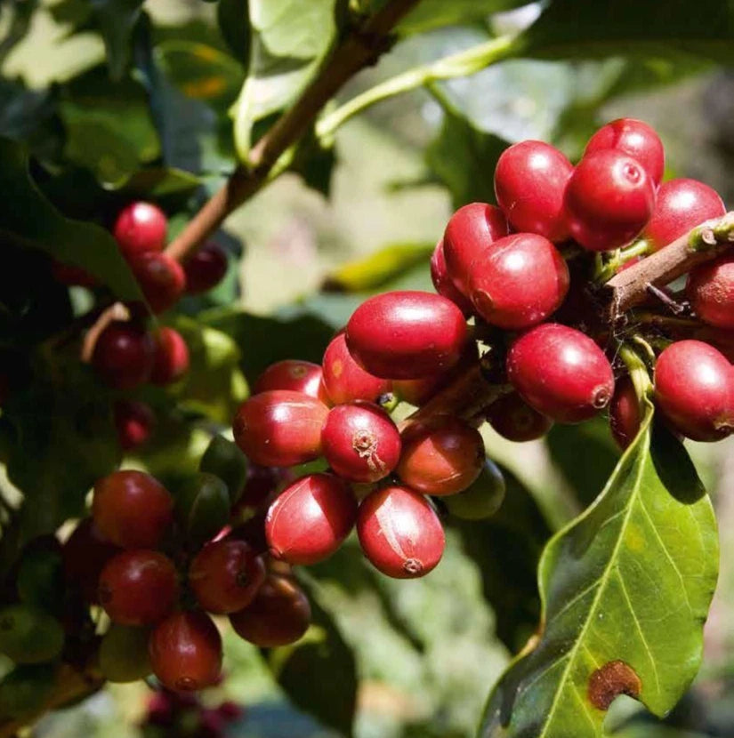Long Berry Coffee Seeds (Coffea arabica var. Longberry) – Premium Certified High-Yield Specialty Gourmet Long Bean Coffee Seeds for Planting (120 Pcs)
