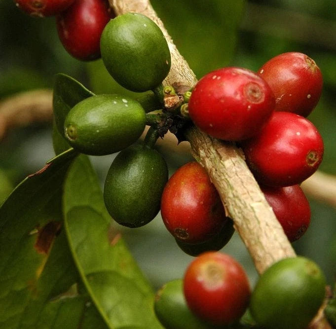 Kerinci Coffee (Coffea sp.) – 120+ Premium Seeds