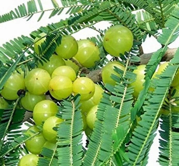 Indian Gooseberry (Phyllanthus emblica L.) – 50+ Premium Amla Seeds
