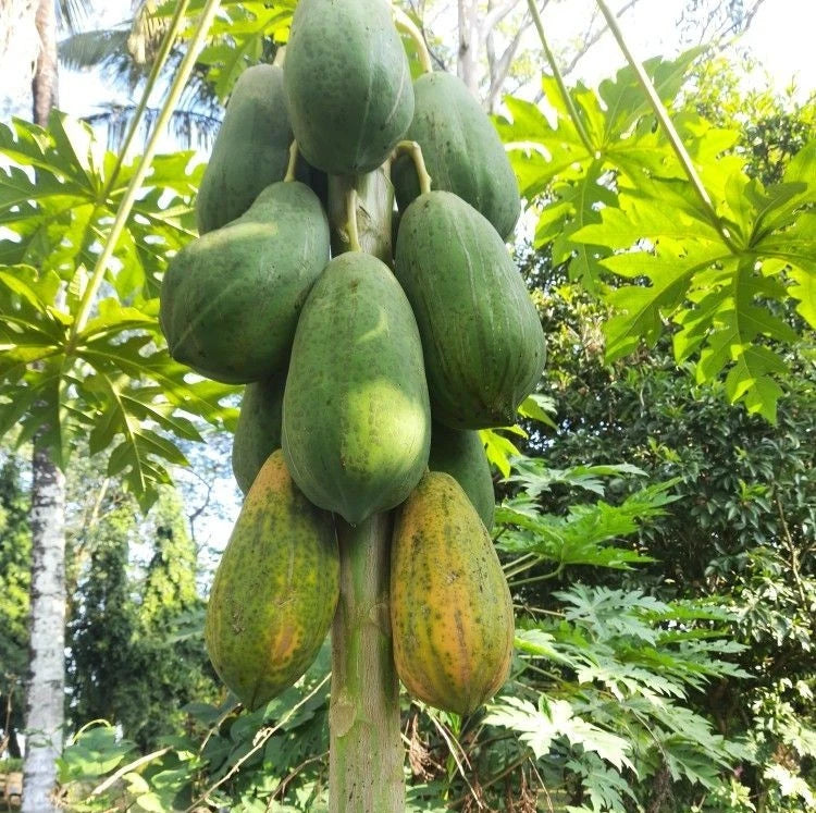 Bangkok Papaya Seeds (Carica papaya 'Bangkok') – 150+ Premium Fresh High-Yield Giant Sweet Bangkok Papaya Seeds