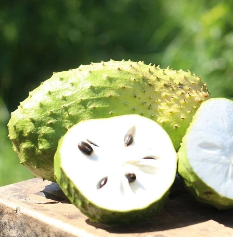 100+ 'Giant Bangkok' Soursop Seeds (Annona muricata) – Elite Massive-Fruit Graviola Botanical Specimen (Collectors Quality)