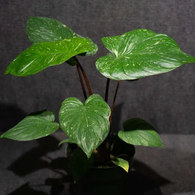 Homalomena rubescens 'Variegated' - Rare Collector's Aroid