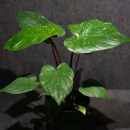 Homalomena rubescens 'Variegated' - Rare Collector's Aroid
