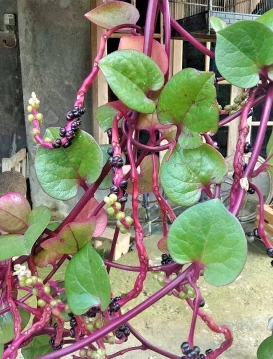 Premium Binahong Heartleaf Madeiravine Seeds (Anredera cordifolia) – High-Vigor Ancient Medicinal Climber Seeds for Planting (500+ Count Bulk Parcel)