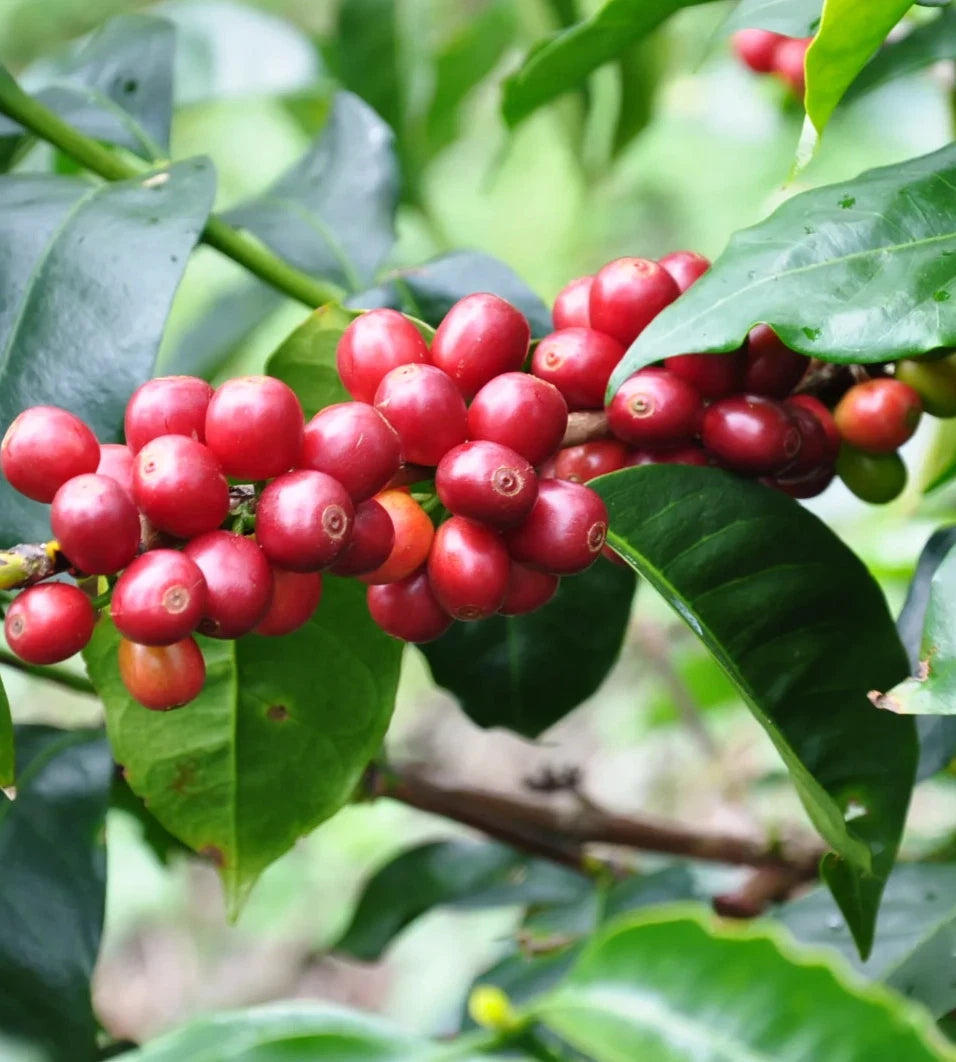Geisha Panama Coffee (Coffea arabica) – 2000+ Bulk Premium Micro-Lot Seeds