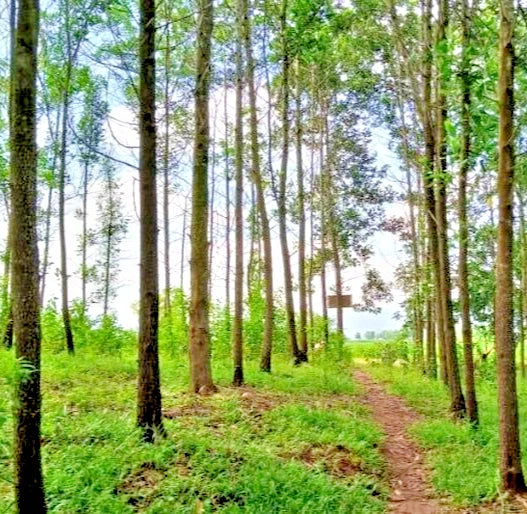 100++ Multi-Purpose Acacia Seeds (Acacia auriculiformis / Darwin Woollybutt / Earleaf Acacia) – Premium Fast-Growing Timber & Agroforestry Tree Seeds for Planting