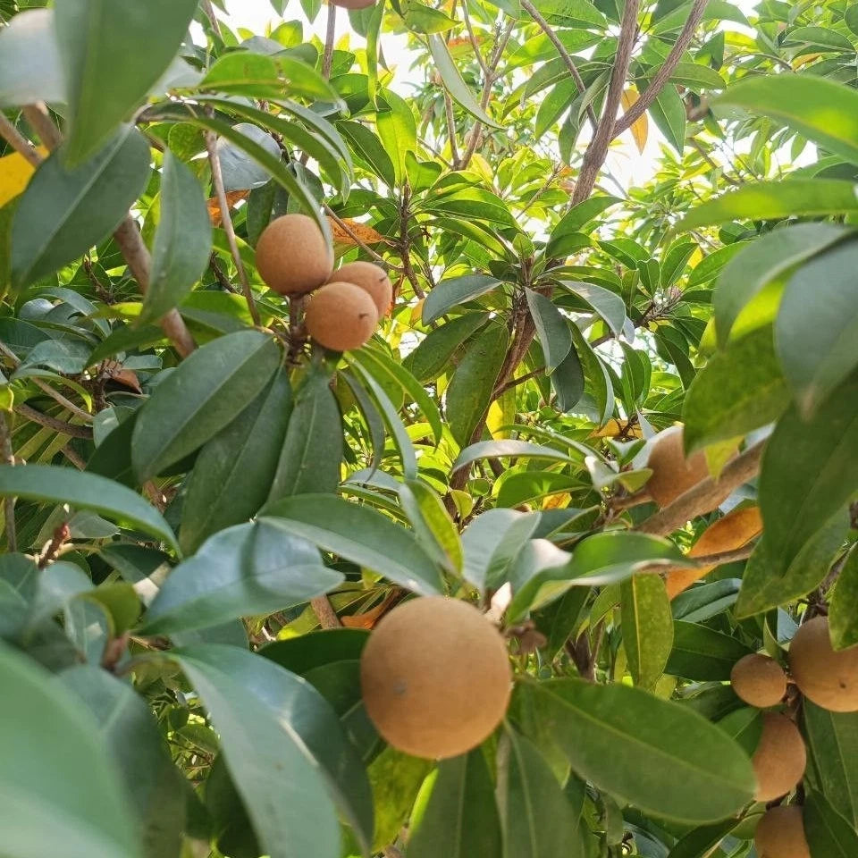 Fairchild Sapodilla (Manilkara zapota) – 35+ Premium Chikoo Seeds