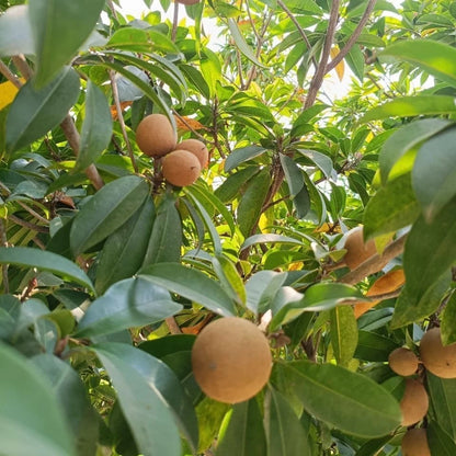 Fairchild Sapodilla (Manilkara zapota) – 35+ Premium Chikoo Seeds