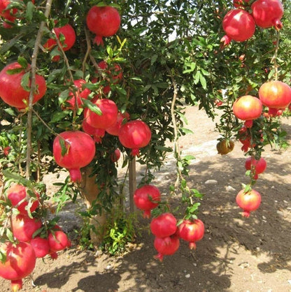 Mollar de Elche Pomegranate Seeds (Punica granatum) – 100 Premium Soft-Seeded Spanish Heirloom Sweet Grenadine Seeds