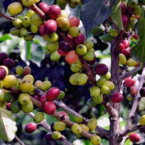 Millenio Coffee Seeds (Coffea arabica 'Millenio') – 2000+ Bulk Premium High-Yield F1 Hybrid Specialty Coffee Seeds