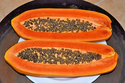 Dwarf Maradol Papaya (Carica papaya) – 1,000+ Premium Seeds