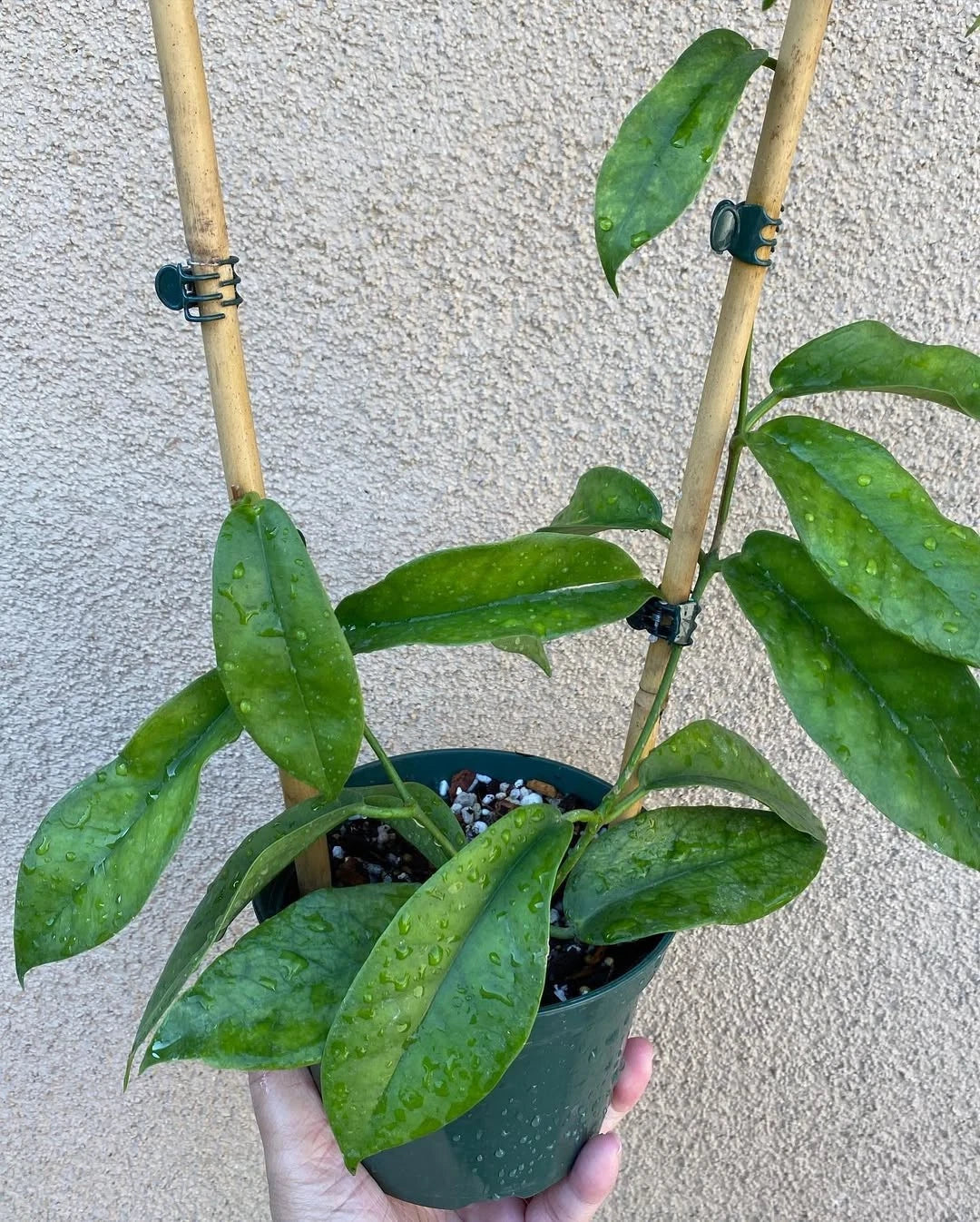 Hoya subcalva - Rare Fragrant Tropical Wax Plant
