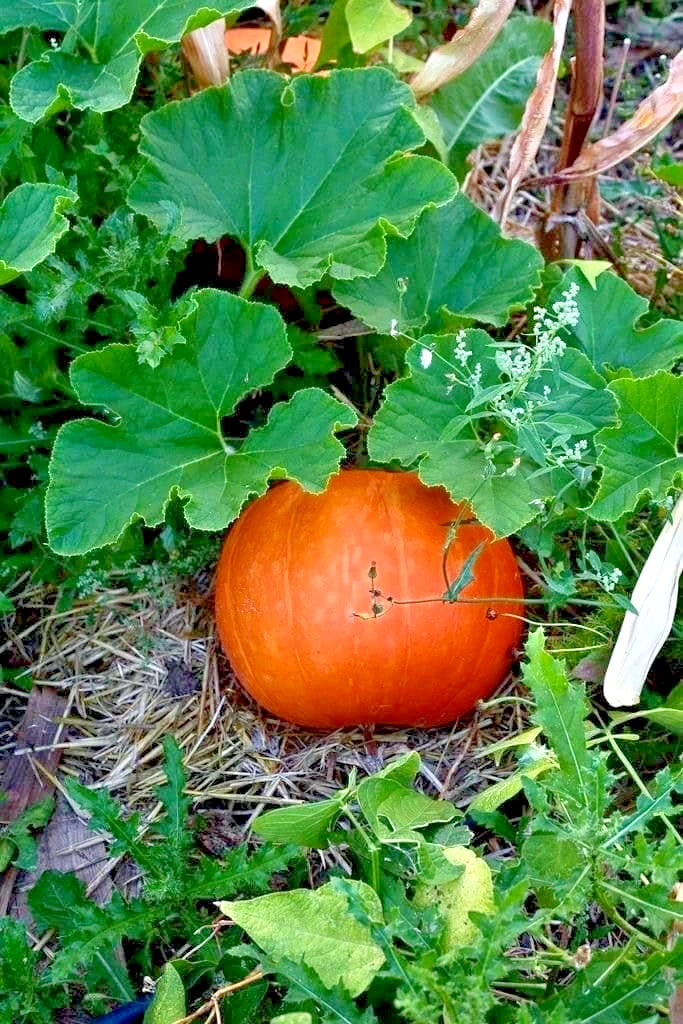 Kabocha Squash Japanese Pumpkin Seeds (Cucurbita maxima 'Kabocha') – 350++ Premium Fresh Sweet Gourmet Japanese Pumpkin Seeds