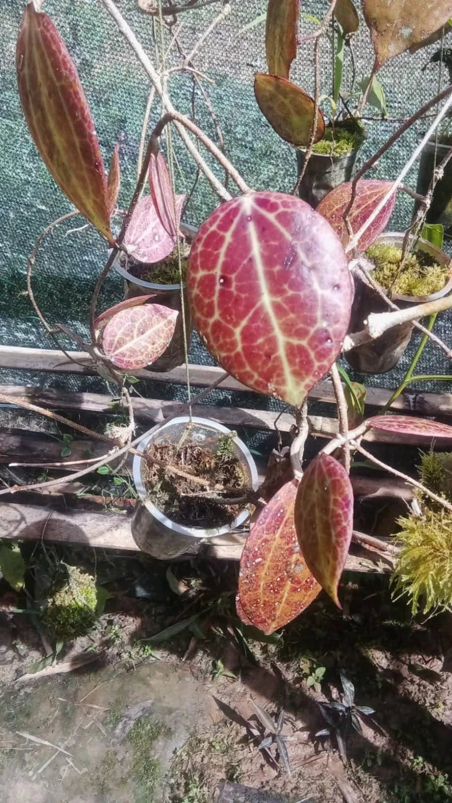 Hoya Dolichosparte Red Leaves Rare Tropical Indoor Outdoor Wax Plant – Premium Red-Tinged Foliage Wax Plant Climbing & Trailing Vine Specimen for Indoor & Outdoor Display