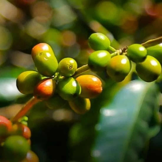 Premium Jimma Coffee Seeds (Coffea arabica var. Jimma) – Authentic Ethiopian Heirloom Specialty Coffee Bean Seeds for Planting (30+ Pcs)