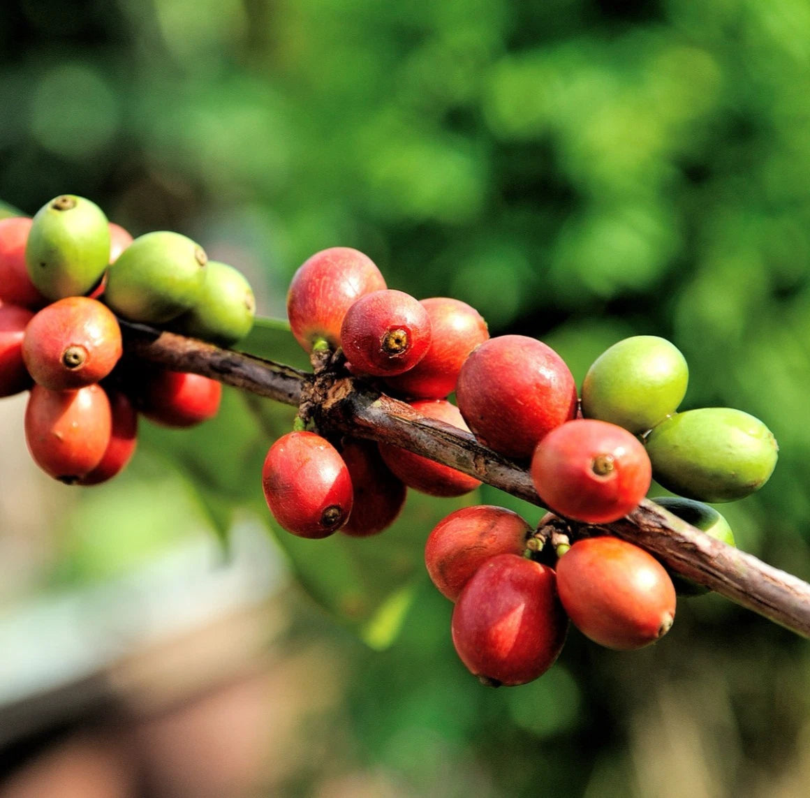 Superior Maragogipe Coffee Seeds 120+ pcs (Coffea arabica var. maragogipe) – Premium Certified Elephant Bean Coffee Plant Seeds for Planting
