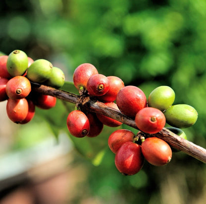 Superior Maragogipe Coffee Seeds 120+ pcs (Coffea arabica var. maragogipe) – Premium Certified Elephant Bean Coffee Plant Seeds for Planting