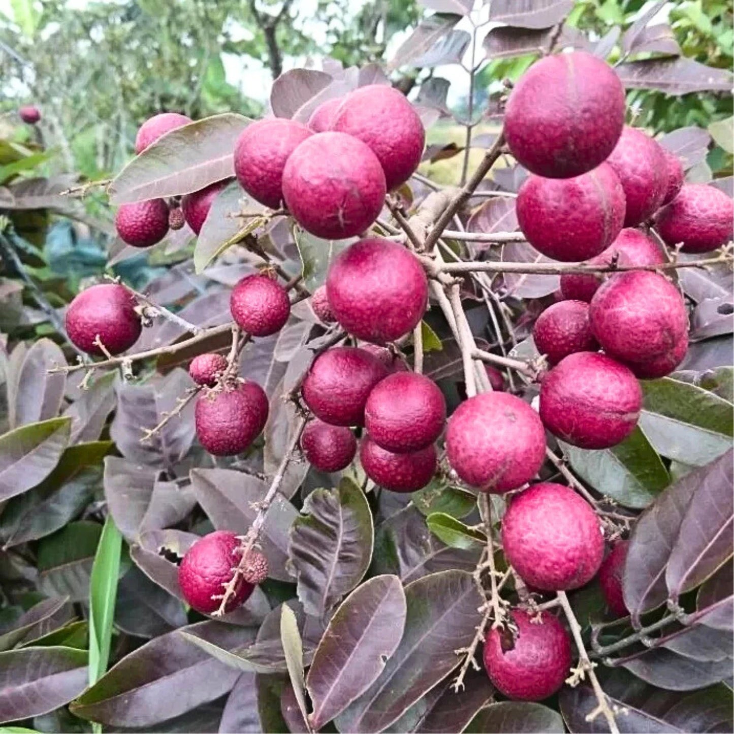 Red Ruby Longan Grafted Live Plant (Dimocarpus longan var. Red Ruby) – Premium Certified Rare Exotic Sweet Tropical Fruit Tree 45–60cm with DHL Express Shipping