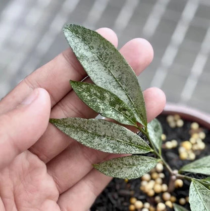 Premium Hoya amicabilis 'Silver' Live Plant – Ultra-Rare Shrubby Indonesian Wax Plant with Metallic Silver Foliage