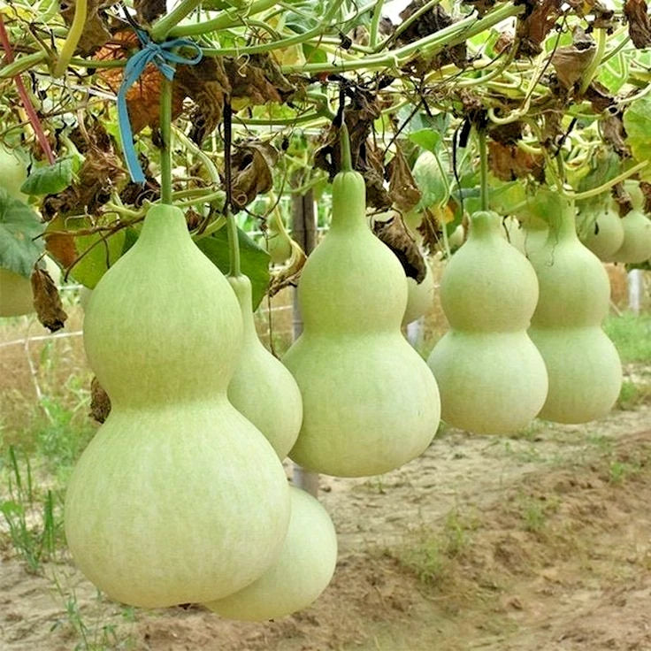 Bottle Gourd Seeds (Lagenaria siceraria) – 350+ Bulk Premium Heirloom Vegetable Seeds