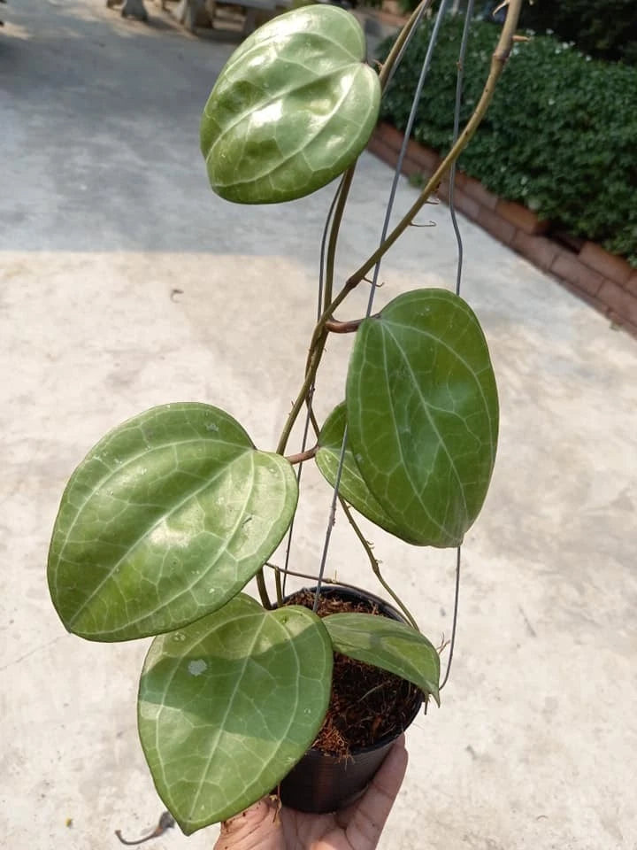 Hoya Sarawak Cream Rare Tropical Indoor Outdoor Wax Plant Seeds / Cuttings (Hoya sp.) – Premium Certified Waxflower Plant for Planting