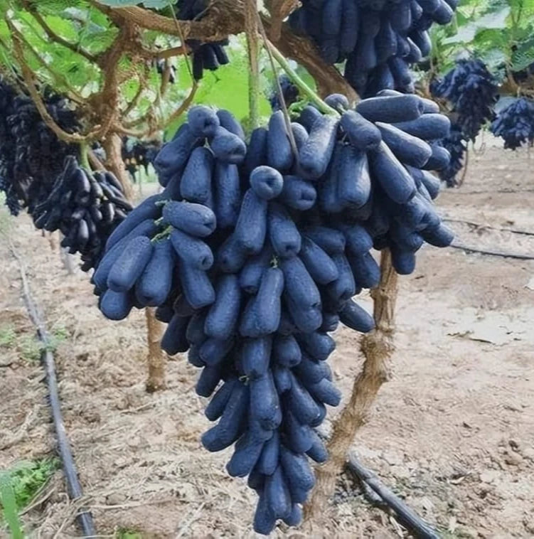 Moondrop Table Grape Seeds (Vitis vinifera var. Moondrop / 100+ Premium Sweet Finger Grape Seeds) – Premium Botanical Specimen Plant Seeds for Planting