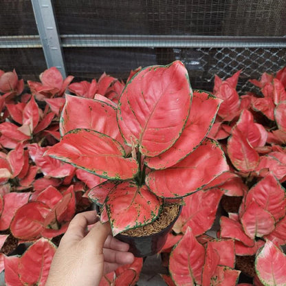 Premium Aglaonema Red Anjamani Live Plant - Rare Vibrant Tropical Houseplant