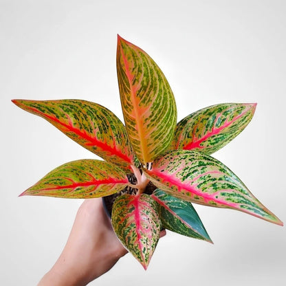 Aglaonema 'Red Legacy' - Striking & Vibrant Tropical Houseplant