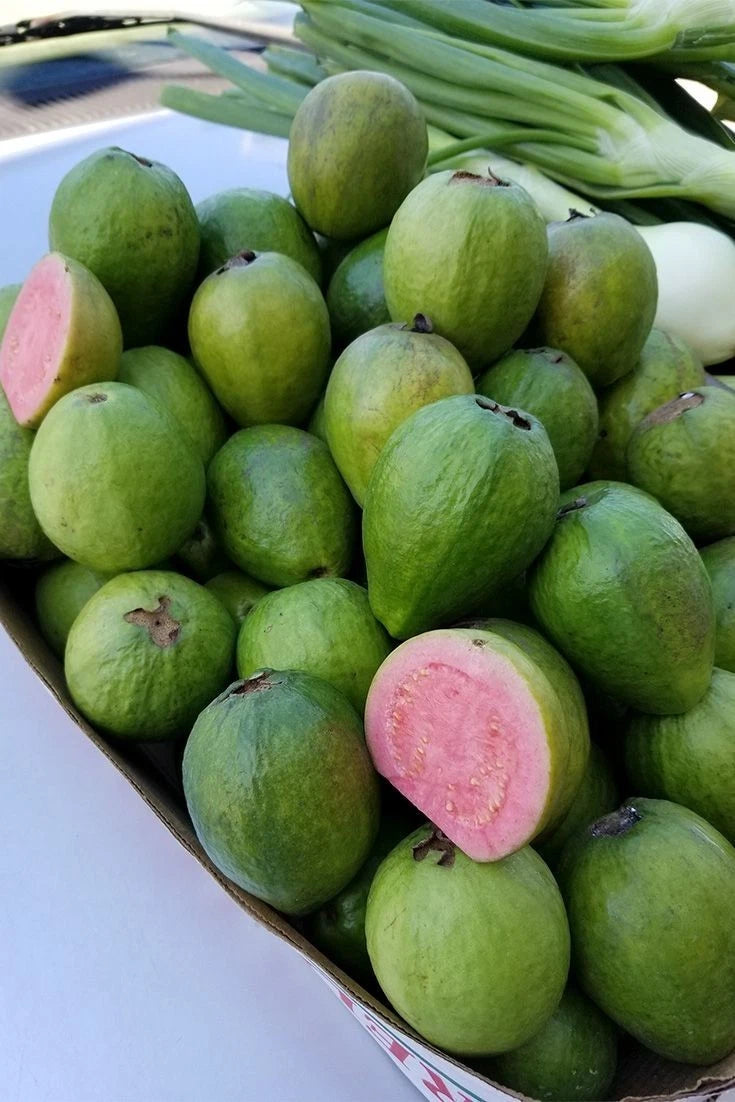 5,000++ Red Manila Guava (Psidium guajava) Seeds – Tropical Fruit Orchard Starter
