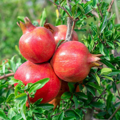 Parfianka Pink Pomegranate Seeds (Punica granatum) – 100 Premium Sweet Blush Grenadine Seeds