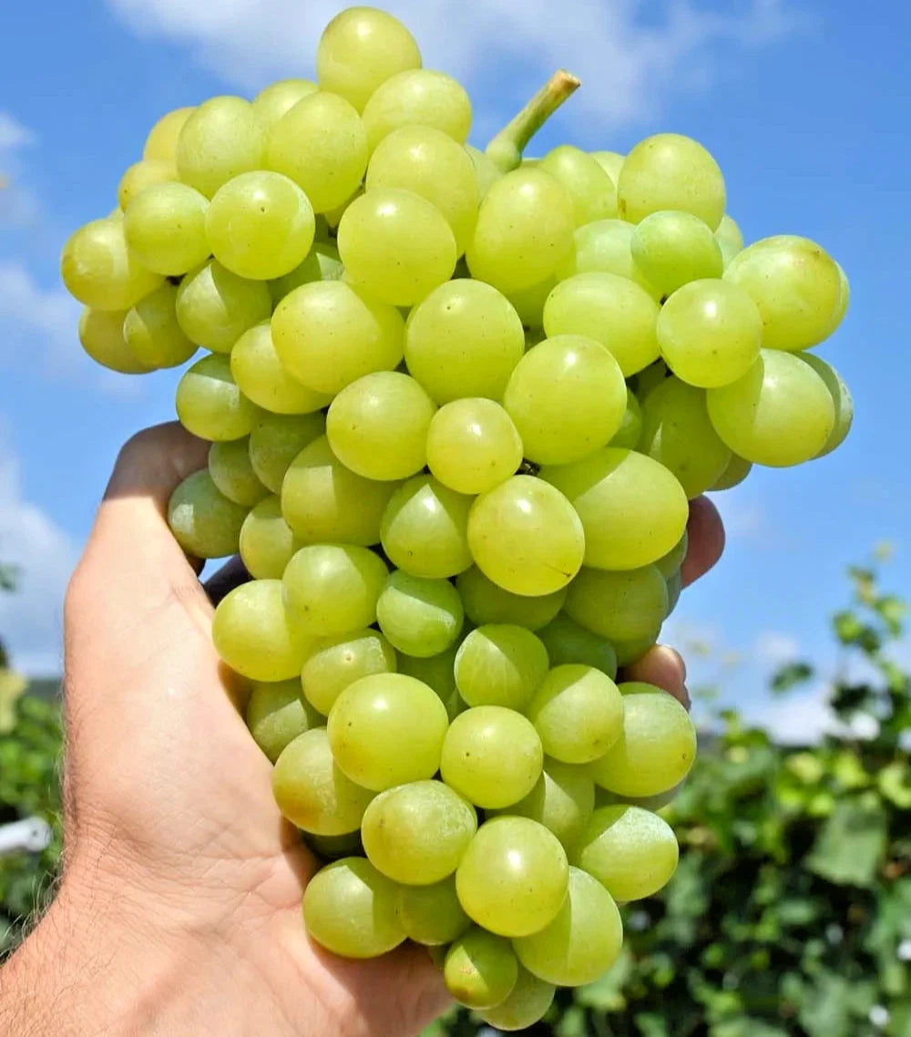2,000+ Perlette Table Grape Seeds (Vitis vinifera var. 'Perlette') – Premium Seedless-Type White Table Grape Vine & Commercial Vineyard Seeds for Planting
