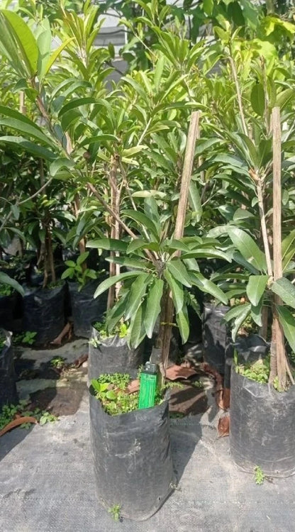 Grafted Jumbo Cikumega 19 Sapodilla Tree - Fast Fruiting & Sweet