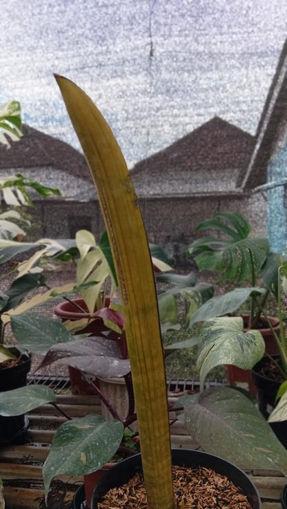 Sansevieria 'Super Pink Bat' Variegated – Ultra-Rare Collector’s Snake Plant