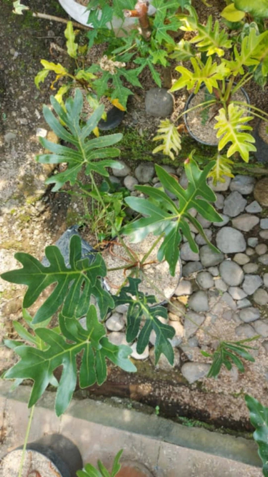 Thaumatophyllum Adamantinum (Real Pict) - Exotic & Sturdy Tropical Aroid