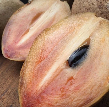 Ponderosa Sapodilla (Manilkara zapota) – 35+ Premium Seeds (Chikoo)
