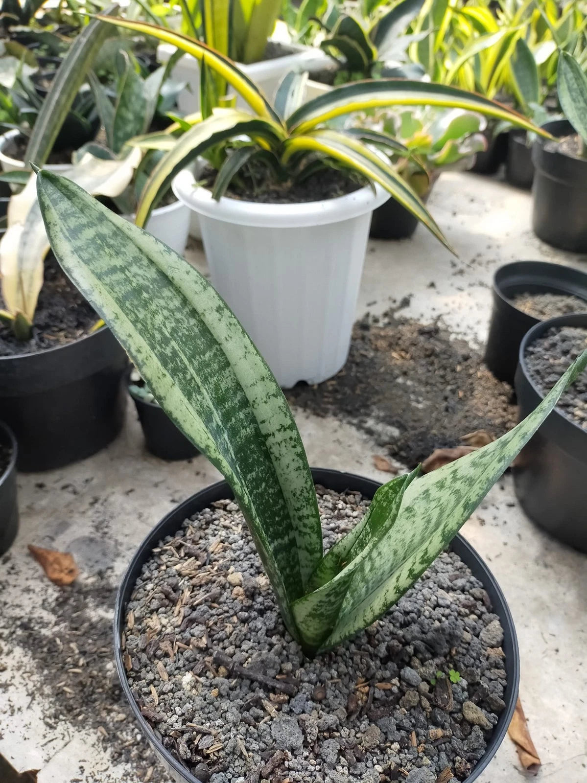 Sansevieria Trifasciata 'Moonshine Mutation' – Rare Tropical Silvery-Mint Variegated Snake Plant Specimen (Dracaena trifasciata)