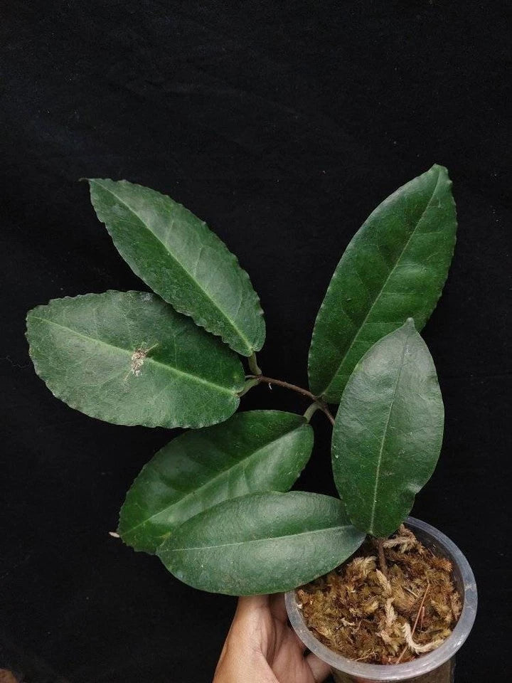 Hoya Versteegii sp Papua Rare Wax Plant | Tropical Indoor Outdoor Hoya | Exotic Collector Houseplant