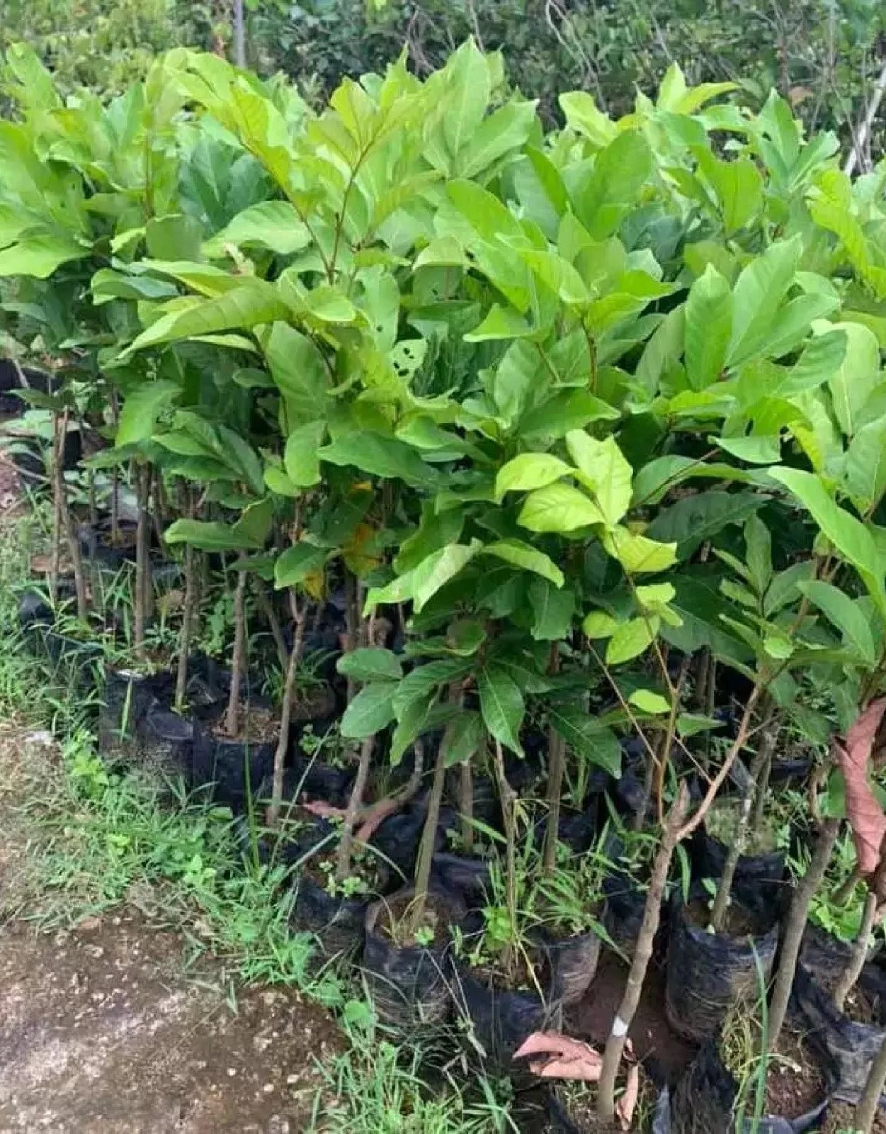 Grafted 'Garuda' Rambutan Fruit Tree – Sweet Exotic Tropical Specimen