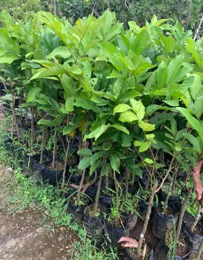 Grafted 'Garuda' Rambutan Fruit Tree – Sweet Exotic Tropical Specimen