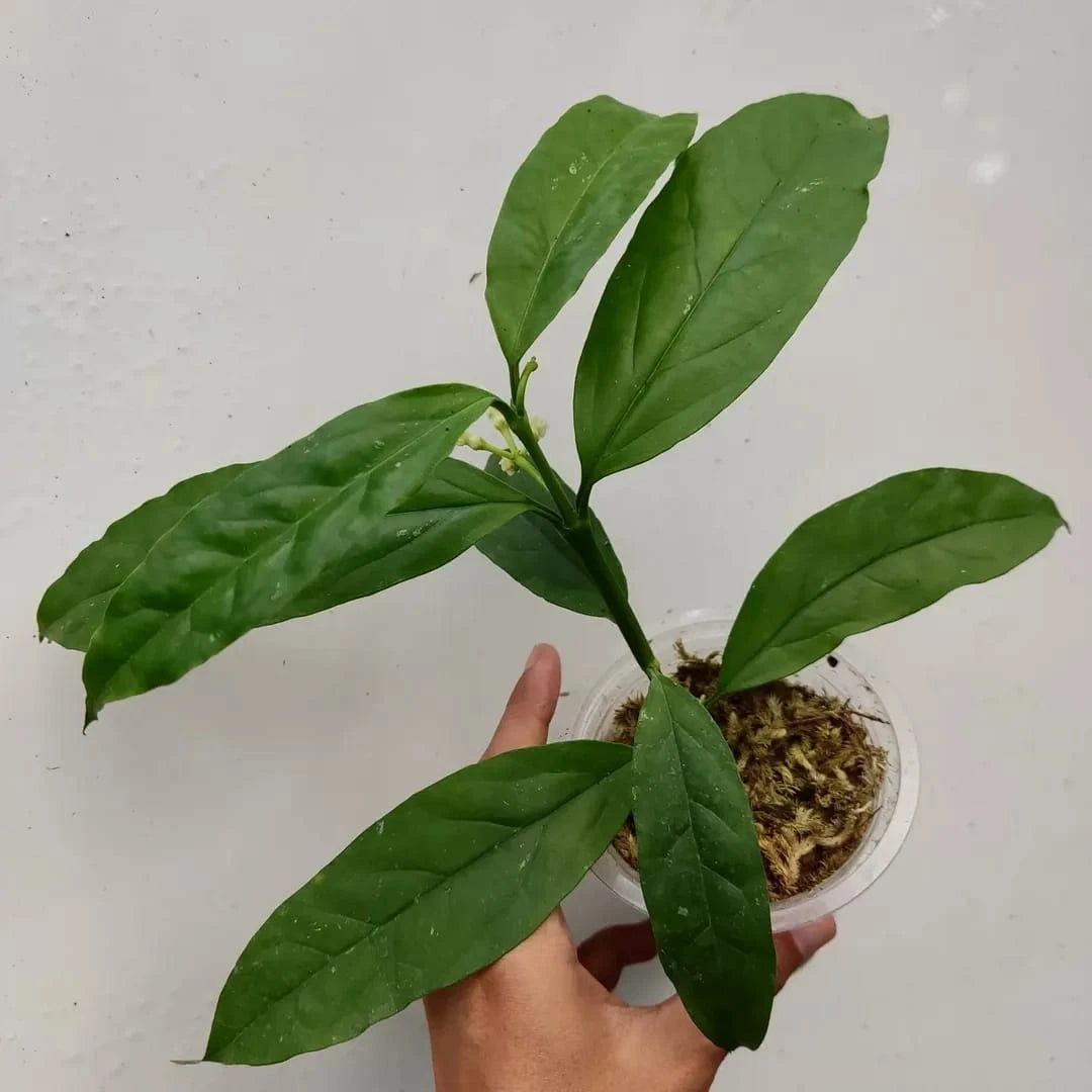 Hoya decipulae (Sumatera) Rare Tropical Wax Plant Seeds – Exotic Vine & Epiphytic Foliage Plant Seeds for Planting
