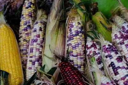 White Purple "Batik" Waxy Corn (Zea mays var. ceratina) – 250+ Premium Glutinous Seeds