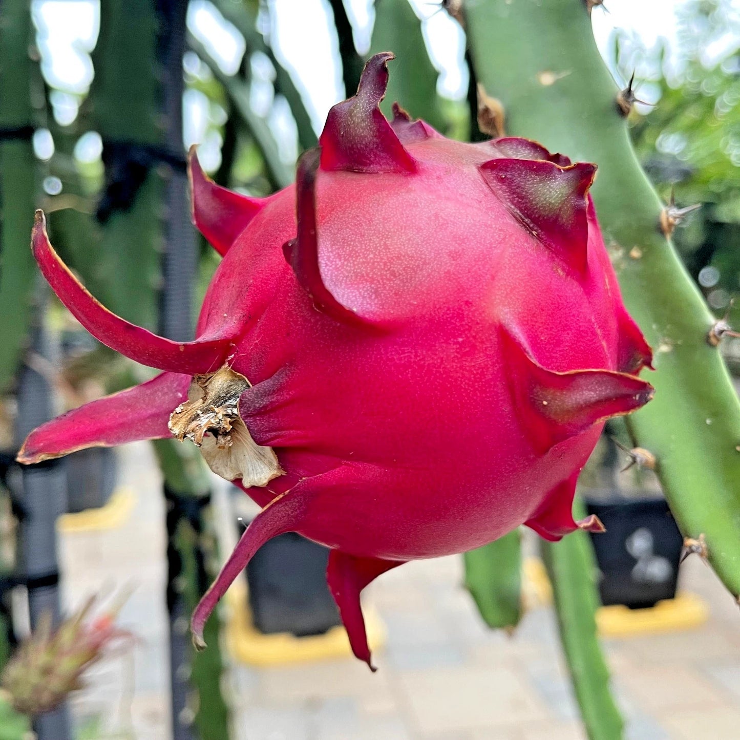 Red Jaina Dragon Fruit Seeds (Hylocereus costaricensis) – 5.000+ Premium Red Pitaya Seeds