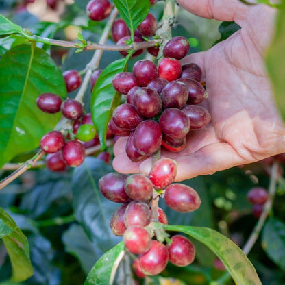 Buon Ma Thuot Coffee Seeds (120+ Bulk Seeds, Coffea arabica var. Buon Ma Thuot) – Premium Vietnamese Specialty Coffee Plant Seeds for Planting