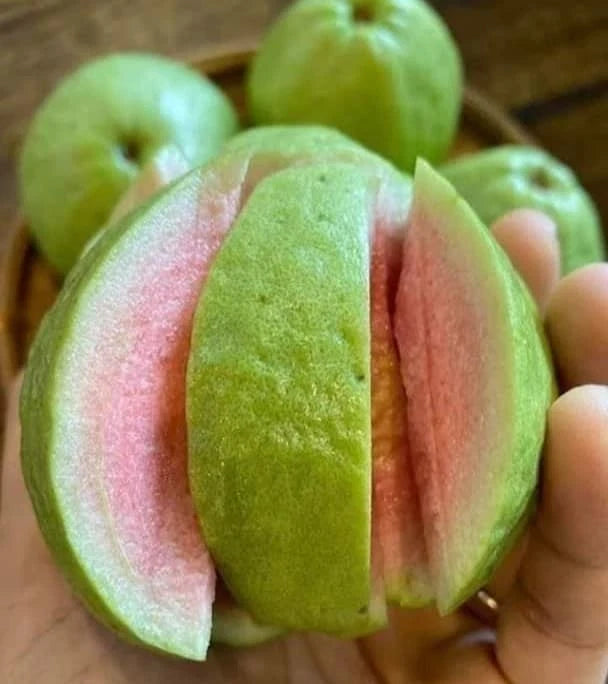 Red Guava Seeds var. Taiwan Pink Super (Psidium guajava) – Premium Sweet Pink Guava Fruit Tree Seeds for Planting (250 Pcs)