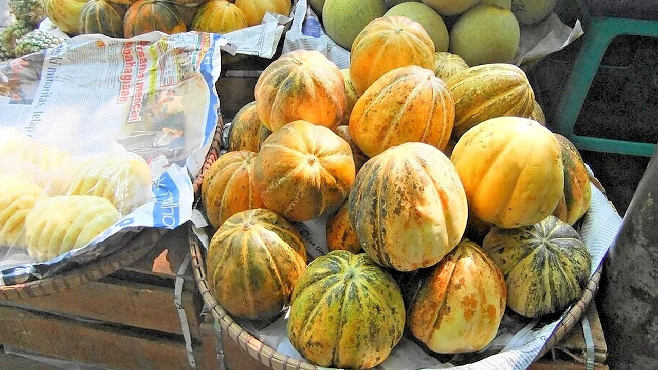 Cantaloupe Melon Blewah Seeds (Cucumis melo var. cantalupensis) – 1.000+ Premium Heirloom Sweet Indonesian Blewah / Cantaloupe Seeds