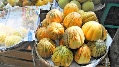 Cantaloupe Melon Blewah Seeds (Cucumis melo var. cantalupensis) – 1.000+ Premium Heirloom Sweet Indonesian Blewah / Cantaloupe Seeds