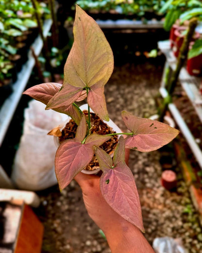 Stunning Syngonium Pink Emerald – Rare Tropical Indoor & Outdoor Variegated Plant
