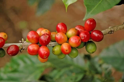 N39 Coffee Seeds (Coffea arabica var. N39) – Rare Heirloom Bourbon Selection Specialty Coffee Beans for Planting and Cultivation