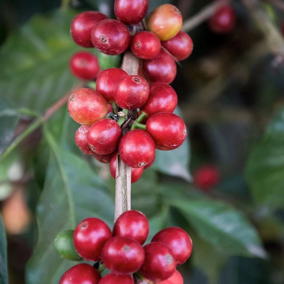 Castillo Coffee Seeds (Coffea sp. / 120+ Premium Rust-Resistant Specialty Coffee Bean Seeds) – Premium Botanical Specimen Plant Seeds for Planting
